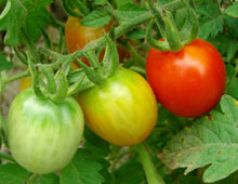 Биоудобрение «BioGrow»