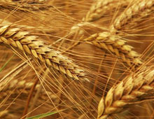 Биоудобрение «BioGrow»