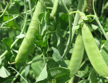 Биоудобрение «BioGrow»