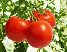 Биоудобрение «BioGrow»