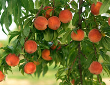 Биоудобрение «BioGrow»