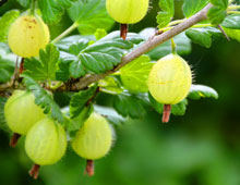 Биоудобрение «BioGrow»