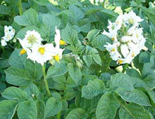 Биоудобрение «BioGrow»