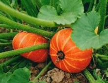 Биоудобрение «BioGrow»