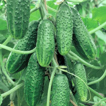 Биоудобрение «BioGrow»