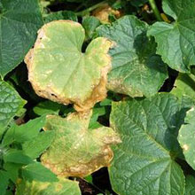 Биоудобрение «BioGrow»