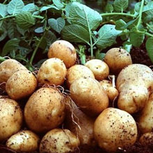 Биоудобрение «BioGrow»