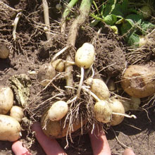 Биоудобрение «BioGrow»