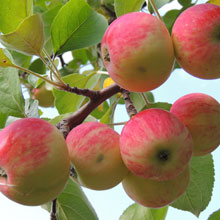 Биоудобрение «BioGrow»