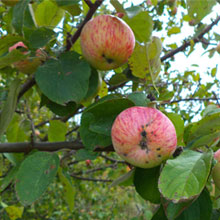 Биоудобрение «BioGrow»