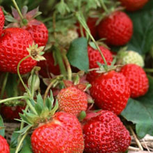 Биоудобрение «BioGrow»