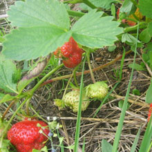 Биоудобрение «BioGrow»